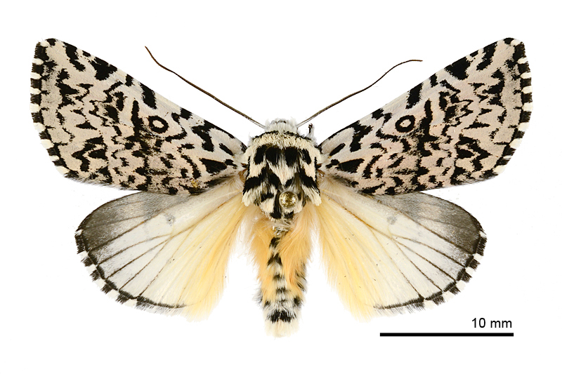 Trichosea diffusa Male